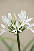 DESIGNER BUTTER WAKEFIELD  LONDON: CLOSE UP OF THE WHITE FLOWER OF AGAPANTHUS WHITNEY