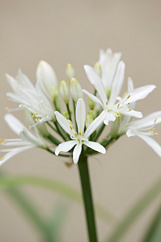 DESIGNER_BUTTER_WAKEFIELD__LONDON_CLOSE_UP_OF_THE_WHITE_FLOWER_OF_AGAPANTHUS_WHITNEY