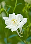DESIGNER BUTTER WAKEFIELD  LONDON: CLOSE UP OF THE WHITE FLOWER OF AQUILEGIA WHITE STAR