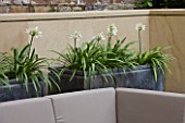DESIGNER BUTTER WAKEFIELD  LONDON: PATIO - ZINC CONTAINERS PLANTED WITH AGAPANTHUS WHITNEY