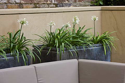 DESIGNER_BUTTER_WAKEFIELD__LONDON_PATIO__ZINC_CONTAINERS_PLANTED_WITH_AGAPANTHUS_WHITNEY