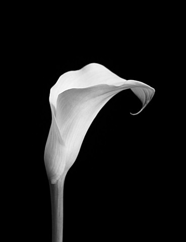 BLACK_AND_WHITE_IMAGE_OF_CALA_LILY__ARUM_LILY