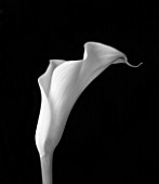 BLACK AND WHITE IMAGE OF CALA LILY - ARUM LILY