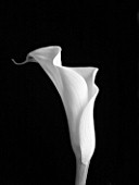BLACK AND WHITE IMAGE OF CALA LILY - ARUM LILY