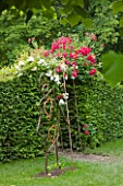 CHATEAU DU RIVAU  LOIRE VALLEY  FRANCE: ENTRANCE TO THE MAZE IN THE WOODLAND: METAL FIGURE BESIDE ROSES AND HEDGE