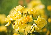 CHATEAU DU RIVAU  LOIRE VALLEY  FRANCE: YELLOW ROSE YELLOW FLEURETTE IN THE TOM THUMB GARDEN