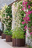CHATEAU DU RIVAU  LOIRE VALLEY  FRANCE: ROSES IN CORTEN STEEL CONTAINERS GROWING UP WALL