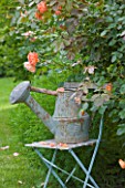 LES JARDINS DE ROQUELIN  LOIRE VALLEY  FRANCE: VINTAGE FRENCH WATERING CAN ON BLUE METAL SEAT  WITH ROSE WESTERLAND