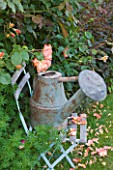 LES JARDINS DE ROQUELIN  LOIRE VALLEY  FRANCE: VINTAGE FRENCH WATERING CAN ON BLUE METAL SEAT  WITH ROSE WESTERLAND