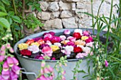 LES JARDINS DE ROQUELIN  LOIRE VALLEY  FRANCE: A COLLECTION OF ROSE HEADS FROM THE GARDEN FLOATING IN A VINTAGE ZINC CONTAINER