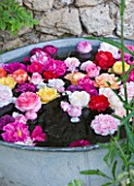 LES JARDINS DE ROQUELIN  LOIRE VALLEY  FRANCE: A COLLECTION OF ROSE HEADS FROM THE GARDEN FLOATING IN A VINTAGE ZINC CONTAINER