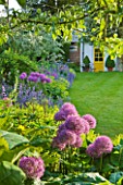 GIPSY HOUSE  BUCKINGHAMSHIRE: ALLIUM PURPLE SENSATION AND ALCHEMILLA MOLLIS IN A BORDER BESIDE THE LAWN IN THE FRONT GARDEN