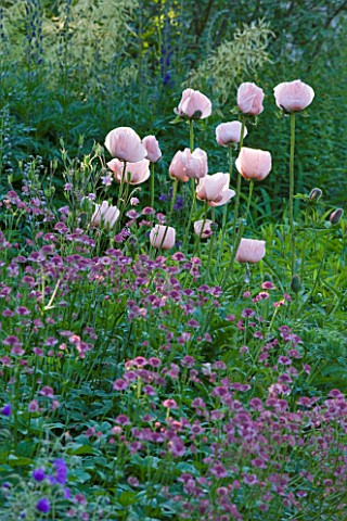 NYMANS__SUSSEX_THE_NATIONAL_TRUST_ASTRANTIA_ROMA__AND_POPPIES_IN_THE_HERBACEOUS_BORDER_EVENING_LIGHT
