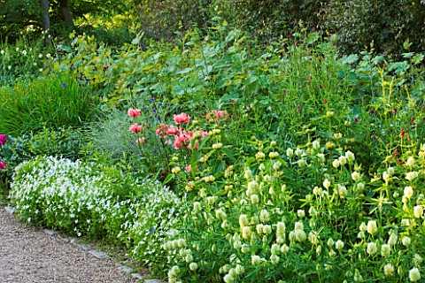 NYMANS__SUSSEX_THE_NATIONAL_TRUST__PINK_POPPIES_IN_THE_HERBACEOUS_BORDER__EVENING_LIGHT__JUNE
