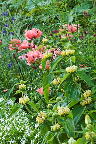 NYMANS__SUSSEX_THE_NATIONAL_TRUST__PINK_POPPIES_AND_PHLOMIS_IN_THE_HERBACEOUS_BORDER__EVENING_LIGHT_