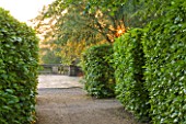 NYMANS  SUSSEX. THE NATIONAL TRUST: PATH WITH HEDGES LEADING TO THE PROSPECT  DAN LIGHT  JUNE