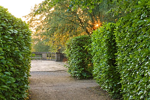 NYMANS__SUSSEX_THE_NATIONAL_TRUST_PATH_WITH_HEDGES_LEADING_TO_THE_PROSPECT__DAN_LIGHT__JUNE