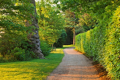 NYMANS__SUSSEX_THE_NATIONAL_TRUST__GRAVEL_PATH_THROUGH_WOODLAND_WITH_HEDGE_AND_WOODEN_BENCH__DAWN_LI
