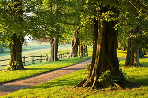 NYMANS__SUSSEX_THE_NATIONAL_TRUST_THE_LIME_AVENUE_IN_MORNING_LIGHT
