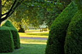NYMANS  SUSSEX. THE NATIONAL TRUST : VIEW THROUGH CLIPPED BOX TOPIARY HEDGES TO WOODEN BENCH/SEAT BESIDE THE LIME AVENUE. MORNING LIGHT  JUNE