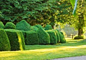 NYMANS  SUSSEX. THE NATIONAL TRUST : CLIPPED TOPIARY BOX HEDGING IN EARLY MORNING LIGHT  JUNE