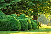 NYMANS  SUSSEX. THE NATIONAL TRUST : CLIPPED TOPIARY BOX HEDGING IN EARLY MORNING LIGHT  JUNE