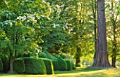 NYMANS  SUSSEX. THE NATIONAL TRUST : CLIPPED TOPIARY BOX HEDGING AND CORNUS KOUSA IN EARLY MORNING LIGHT  JUNE