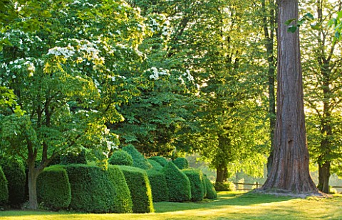 NYMANS__SUSSEX_THE_NATIONAL_TRUST__CLIPPED_TOPIARY_BOX_HEDGING_AND_CORNUS_KOUSA_IN_EARLY_MORNING_LIG