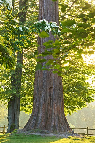 NYMANS__SUSSEX_THE_NATIONAL_TRUST__CORNUS_KOUSA_AND_GIANT_REDWOOD__IN_EARLY_MORNING_LIGHT__JUNE