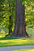 NYMANS  SUSSEX. THE NATIONAL TRUST : GIANT REDWOOD  IN EARLY MORNING LIGHT  JUNE