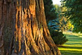 NYMANS  SUSSEX. THE NATIONAL TRUST : TRUNK OF GIANT REDWOOD IN EARLY MORNING LIGHT  JUNE