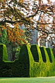 NYMANS  SUSSEX. THE NATIONAL TRUST : THE HOUSE WITH TOPIARY YEW HEDGE AND COPPER BEECH TREE  MORNING LIGHT  JUNE