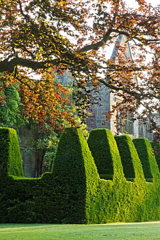 NYMANS__SUSSEX_THE_NATIONAL_TRUST__THE_HOUSE_WITH_TOPIARY_YEW_HEDGE_AND_COPPER_BEECH_TREE__MORNING_L