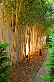 THE GLASS HOUSE  PETERSHAM. ARCHITECTS TERRY FARRELL PARTNERS. GARDEN DESIGN BY SALLIS CHANDLER: PHYLLOSTACHYS AUREA LIT UP AT NIGHT AGAINST WHITE WALL