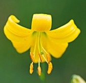 YELLOW FLOWERS OF LILIUM PARRYI  SPECIE WESTERN AMERICAN  SCENTED. LEMON LILY - PERFUME IS LIKE HONEY