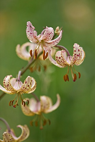 MARTAGON_LILY__UNNAMED_SEEDLING