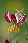 MARTAGON LILY - LILIUM RUSSIAN RED  SCENTED