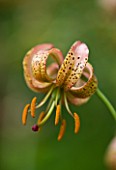 MARTAGON LILY - LILIUM ROSE ARCH FOX  SCENTED. BRED BY EUGENE FOX IN CANADA