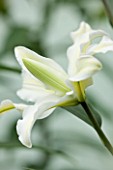 CLOSE UP OF THE FLOWER OF THE WHITE DOUBLE ORIENTAL LILY - LILIUM SERENE ANGEL