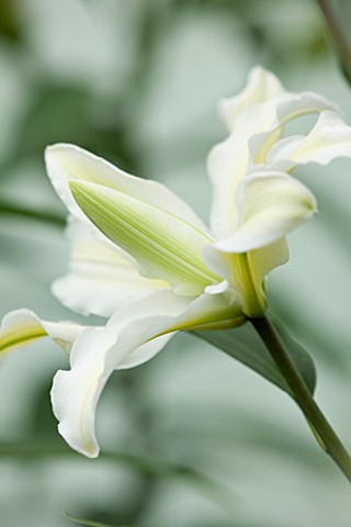 CLOSE_UP_OF_THE_FLOWER_OF_THE_WHITE_DOUBLE_ORIENTAL_LILY__LILIUM_SERENE_ANGEL