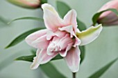 CLOSE UP OF THE PALE PINK FLOWER OF THE PINK DOUBLE ORIENTAL LILY BELLONICA