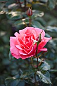 RAGLEY HALL GARDEN  WARWICKSHIRE: CLOSE UP OF THE PINK ROSE - ROSA GORDONS COLLAGE