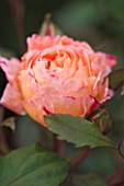 RAGLEY HALL GARDEN  WARWICKSHIRE: CLOSE UP OF THE DAVID AUSTIN ENGLISH ROSE - ROSA LADY EMMA HAMILTON