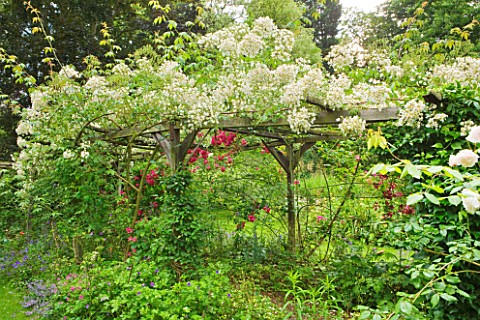 OLD_THATCH__BERKSHIRE_ROSE_AND_CLEMATIS_PERGOLA_WITH_ROSA_FILIPES_KIFTSGATE
