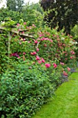 OLD THATCH  BERKSHIRE: ROSE AND CLEMATIS PERGOLA WITH ROSA FILIPES KIFTSGATE  ROSA AMERICAN PILLAR AND CLEMATIS MADAME JULIA CORREVON