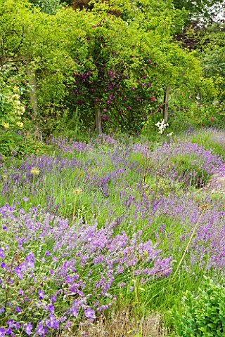 OLD_THATCH__BERKSHIRE_THE_LAVENDER_TERRACE_WITH_OLD_OAK_POSTS_FESTOONED_WITH_CLEMATIS_ETOILE_VIOLETT
