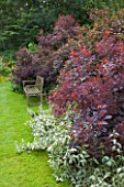 OLD THATCH  BERKSHIRE: WOODEN BENCH ON LAWN BESIDE BORDER WITH THE SMOKE BUSH - COTINUS COGGYGRIA ROYAL PURPLE