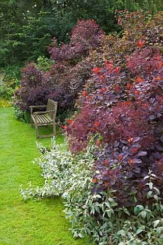 OLD_THATCH__BERKSHIRE_WOODEN_BENCH_ON_LAWN_BESIDE_BORDER_WITH_THE_SMOKE_BUSH__COTINUS_COGGYGRIA_ROYA