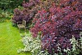 OLD THATCH  BERKSHIRE: WOODEN BENCH ON LAWN BESIDE BORDER WITH THE SMOKE BUSH - COTINUS COGGYGRIA ROYAL PURPLE
