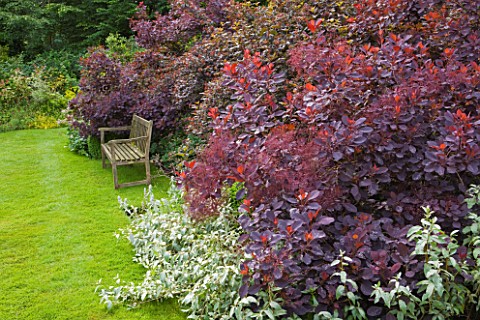 OLD_THATCH__BERKSHIRE_WOODEN_BENCH_ON_LAWN_BESIDE_BORDER_WITH_THE_SMOKE_BUSH__COTINUS_COGGYGRIA_ROYA